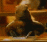 -marmotta
